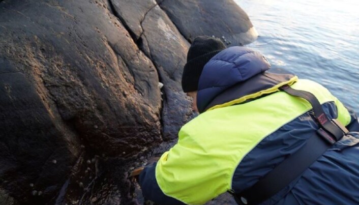 En pinne og kraftig hammer er god sort når man kakker løs albuesnegl. En pinne og kraftig hammer er god sort når man kakker løs albuesnegl.