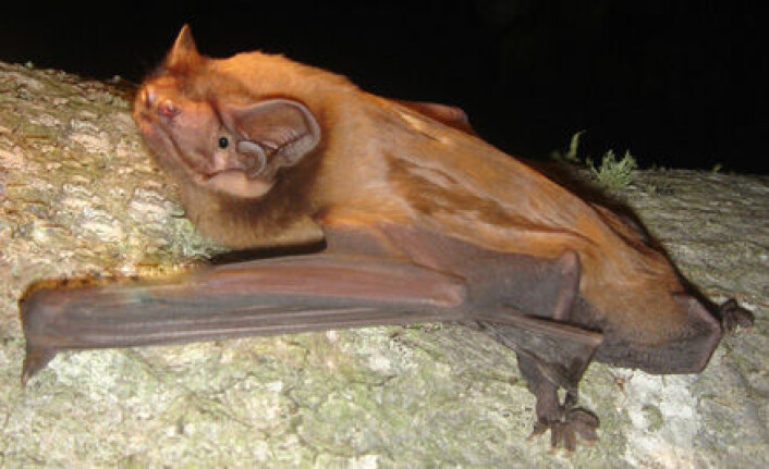 "Kjempeflaggermusa Nyctalus lasiopterus har et vingespenn på 45 centimeter.> "Kjempeflaggermusa Nyctalus lasiopterus har et vingespenn på 45 centimeter.>