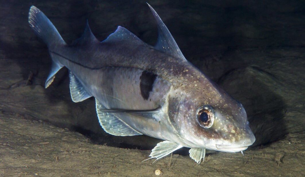 Hyse (Melanogrammus aeglefinus). Hyse (Melanogrammus aeglefinus).