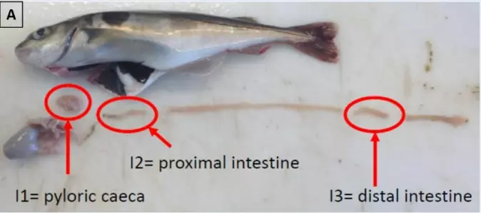 DNA-skader i tarmsystemet til fisk fra de forskjellige forurensningskildene etter 67 dager med eksponering av produsert vann, PAH-er fra oljeforurensning og tunge PAH-er.