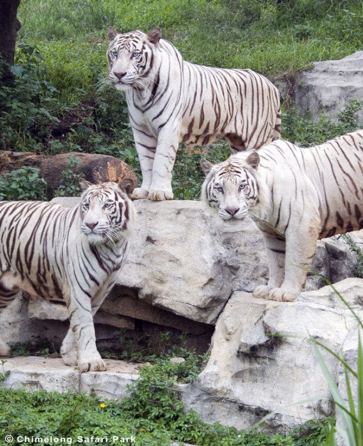 Hvite tigre i Chimelong Safari Park i kinesiske Guangzhou. (Foto: Chimelong Safari Park) Hvite tigre i Chimelong Safari Park i kinesiske Guangzhou. (Foto: Chimelong Safari Park)