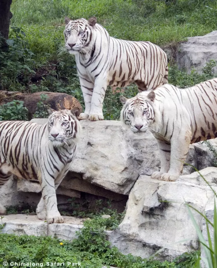 Hvite tigre i Chimelong Safari Park i kinesiske Guangzhou. (Foto: Chimelong Safari Park)