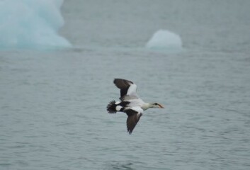 Under tellingen av ærfuglene på Breøyene ved Blomstrandbreen oppdaget forskere noe så sjeldent som en hybrid av ærfugl og praktærfugl. (Foto: Kjell-Tore Hansen / Direktoratet for naturforvaltning) Under tellingen av ærfuglene på Breøyene ved Blomstrandbreen oppdaget forskere noe så sjeldent som en hybrid av ærfugl og praktærfugl. (Foto: Kjell-Tore Hansen / Direktoratet for naturforvaltning)