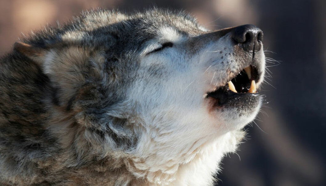 Frå lokalaviser til genteknologi i ulveforskinga