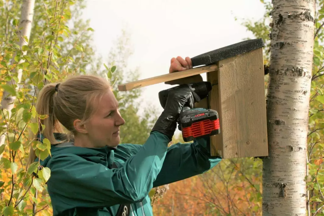 Forsker Benedicte Beddari i ferd med å henge opp en av flere hundre nye fuglekasser i Sør-Varanger kommune.