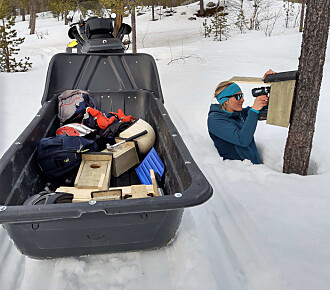 I begynnelsen av april var det mye snø og godt skuterføre. Her fra opphenging av kvinandkasser langs Pasvikelva. I begynnelsen av april var det mye snø og godt skuterføre. Her fra opphenging av kvinandkasser langs Pasvikelva.