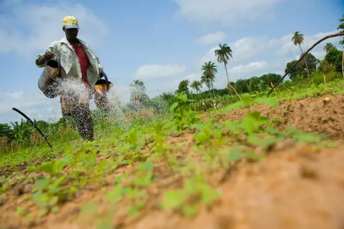 Store utfordringer for afrikanske grønnsakdyrkere. (Foto: Arnstein Staverløkk)