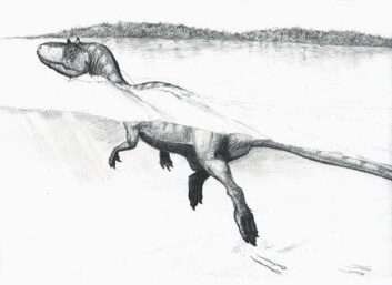 "Tegning av en svømmende theropode-dinosaur ved bredden av sjøen Cameros som lå i Spania i Kritt-tiden. Tegning: Guillaume Suan, Universitetet i Lyon." "Tegning av en svømmende theropode-dinosaur ved bredden av sjøen Cameros som lå i Spania i Kritt-tiden. Tegning: Guillaume Suan, Universitetet i Lyon."