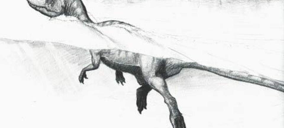 "Tegning av en svømmende theropode-dinosaur ved bredden av sjøen Cameros som lå i Spania i Kritt-tiden. Tegning: Guillaume Suan, Universitetet i Lyon."
