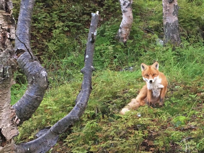 Reven er en luring som vet å passe sjansene når den ser et enkelt bytte. Et lite lam og en søye som passer dårlig på, kan bli en dødelig kombinasjon. Reven er en luring som vet å passe sjansene når den ser et enkelt bytte. Et lite lam og en søye som passer dårlig på, kan bli en dødelig kombinasjon.