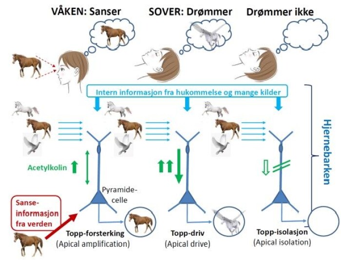 Slik kan drømmer bli til: Til venstre: Når vi er våkne, får pyramidecellene i hjernebarken informasjon fra sanseorganene om verden. Cellene tolker dette i lys av intern informasjon fra hukommelsen, og vi opplever at vi sanser. I midten: Når vi drømmer, får cellene mindre input fra sanseorganene. Men store mengder av signalstoffet acetylkolin, forandrer cellenes tilstand slik at de drives av intern informasjon fra hjernens indre. Vi opplever at vi drømmer. Til høyre: I søvn uten drømmer er det lite acetylkolin i hjernebarken. Pyramidecellene frakobles, de får ingen intern informasjon og vi merker ingen drømmer. Slik kan drømmer bli til: Til venstre: Når vi er våkne, får pyramidecellene i hjernebarken informasjon fra sanseorganene om verden. Cellene tolker dette i lys av intern informasjon fra hukommelsen, og vi opplever at vi sanser. I midten: Når vi drømmer, får cellene mindre input fra sanseorganene. Men store mengder av signalstoffet acetylkolin, forandrer cellenes tilstand slik at de drives av intern informasjon fra hjernens indre. Vi opplever at vi drømmer. Til høyre: I søvn uten drømmer er det lite acetylkolin i hjernebarken. Pyramidecellene frakobles, de får ingen intern informasjon og vi merker ingen drømmer.