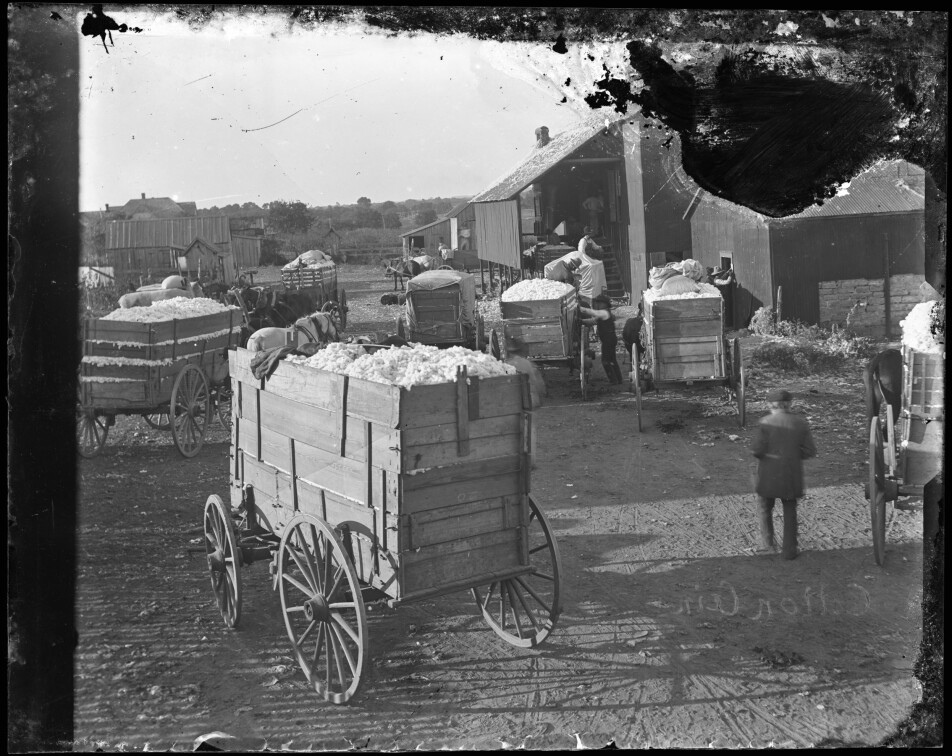 Wagons filled with cotton waiting in line to get their cotton ginned. The Norwegian-Texans in Bosque County grew wheat before and after the Civil War. After the war, they also began growing cotton. Around 1900 the Norwegian-Texans in Bosque County depended on their cotton harvest as much as their American neighbours. One bale of cotton was maybe enough to pay the grocery bill for a whole year.
