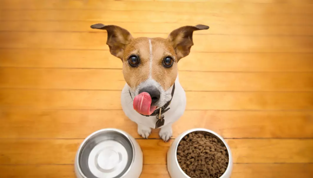 En Jack Russel-hund gleder seg til mat. Produksjon av fôr til våre kjæledegger er med på å påvirke klimaet i ugunstig retning, mener forskere.