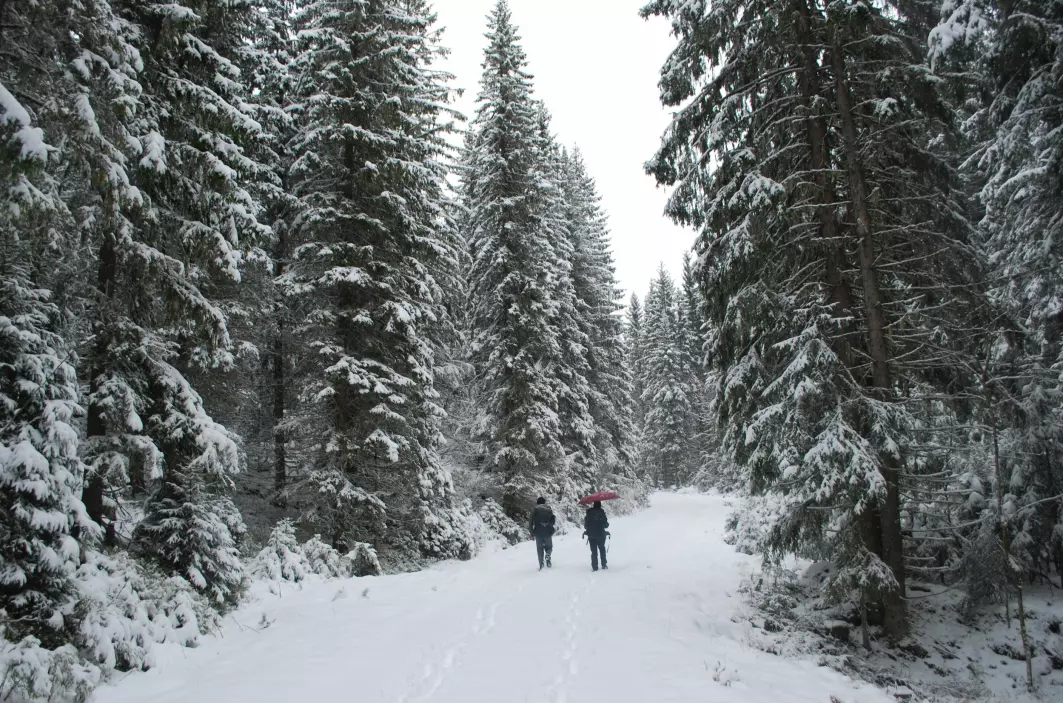Granskogen er tett, mørk og ruvende når Mikkel Bølstad og journalist Elise Kjørstad går oppover mot Skokjernfjellet.
