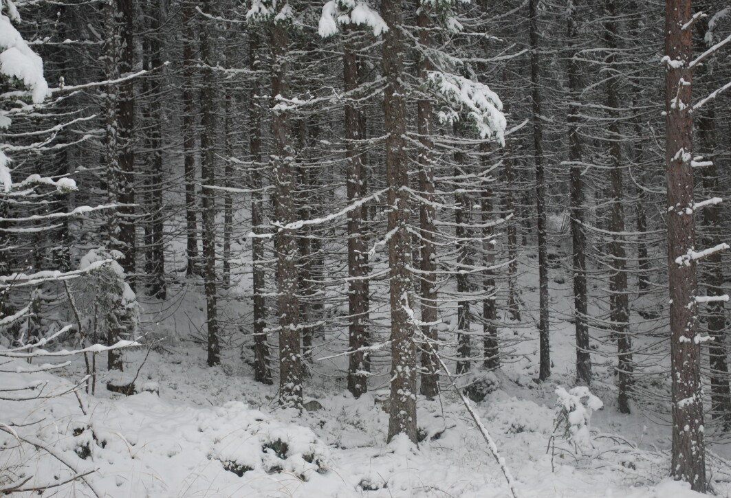 I granskogen oppover mot Skotjernfjell står trærne tett i tett og er like store. Bølstad kaller dette ekstremvarianten av plantet skog. I granskogen oppover mot Skotjernfjell står trærne tett i tett og er like store. Bølstad kaller dette ekstremvarianten av plantet skog.