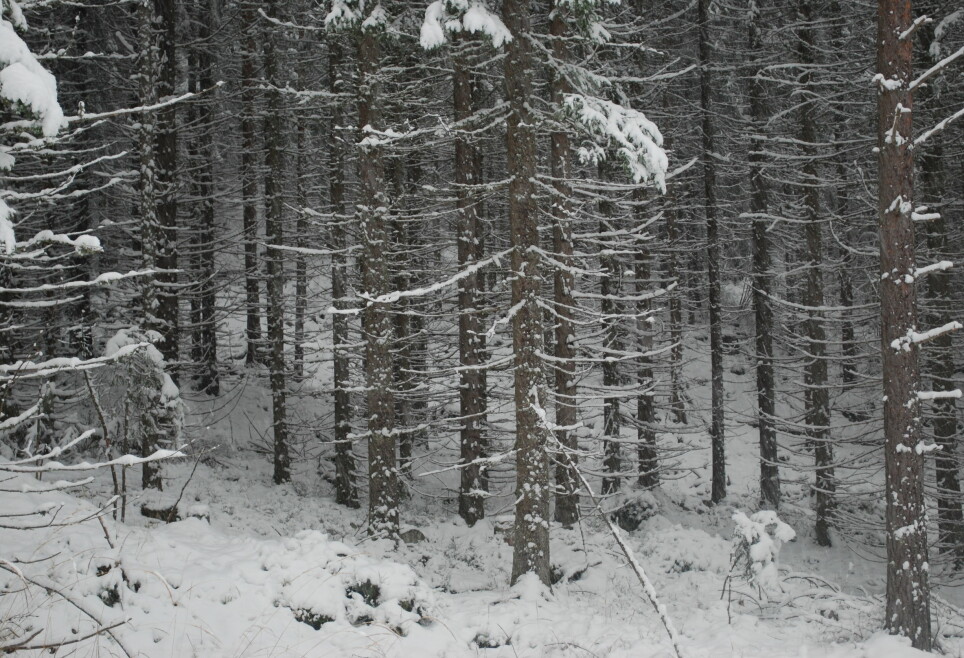 I granskogen oppover mot Skotjernfjell står trærne tett i tett og er like store. Bølstad kaller dette ekstremvarianten av plantet skog.