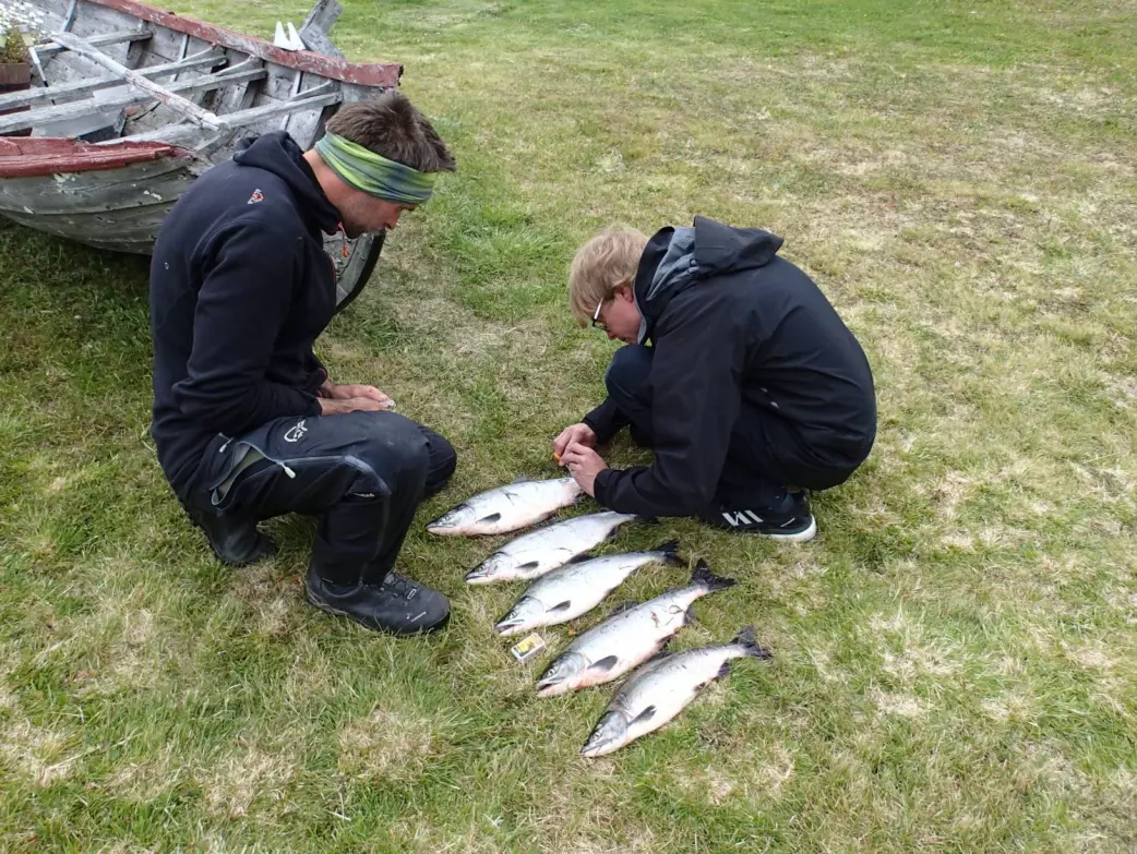 What impact do pink salmon have on the ecosystem? Grzegorz Wierzbinski and Antti Eloranta study the catch.