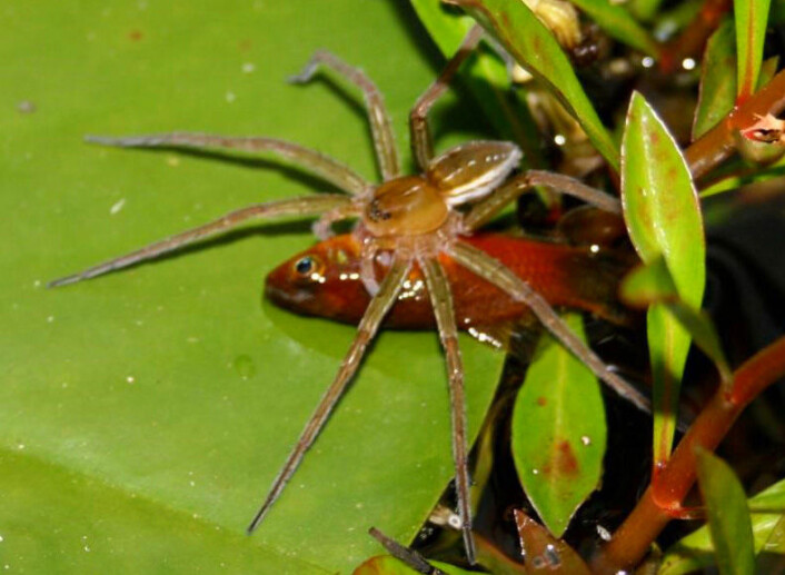 Edderkopp av arten Dolomedes facetus har kvartet en av småfiskene i en hagedam i nærheten av Brisbane i Australia. (Foto: Peter Liley) Edderkopp av arten Dolomedes facetus har kvartet en av småfiskene i en hagedam i nærheten av Brisbane i Australia. (Foto: Peter Liley)