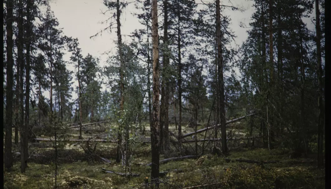 Ifølge Store norske leksikon finnes det skog som kan kalles urskog i Pasvik, Gutulia ved Femunden og i Trillemarka. Dette bildet er fra Øvre Pasvik i 1955.