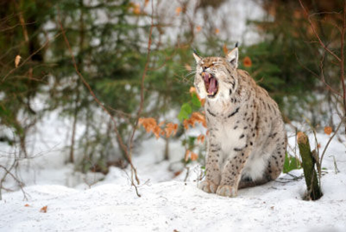 Nye retningslinjer skal sikre at dyrevernhensyn blir ivaretatt under forskning på gaupe (bildet) og andre ville dyr. (Foto: iStockphoto) Nye retningslinjer skal sikre at dyrevernhensyn blir ivaretatt under forskning på gaupe (bildet) og andre ville dyr. (Foto: iStockphoto)