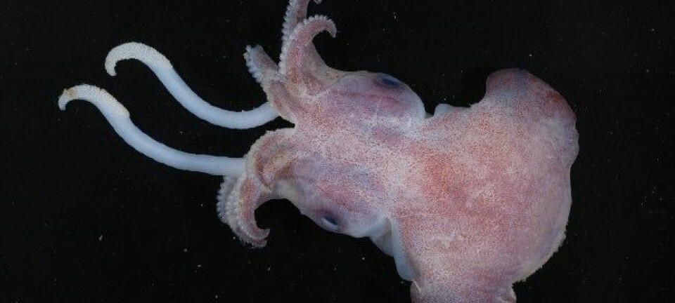 Blekksprut som går under namnet 'Mikke-mus'-blekksprut på grunn av forma på hovudet. K.Spong, NIWA