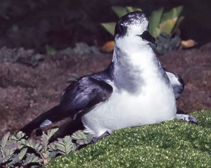 Blåpetrellen hekker i tallrike kolonier på uveisomme øyer i havområdene som omgir Antarktis. (Foto: Lunds Universitet) Blåpetrellen hekker i tallrike kolonier på uveisomme øyer i havområdene som omgir Antarktis. (Foto: Lunds Universitet)