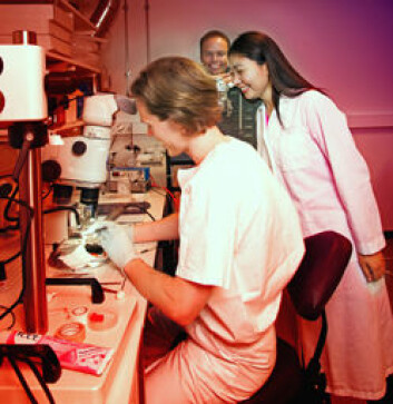 Professor Erlend Nagelhus (bak), doktorgradsstipendiat Rune Enger (t.v.) og postdoktor Wannan Tang (t.h.) i laboratoriet GliaLab. (Foto: John Hughes) Professor Erlend Nagelhus (bak), doktorgradsstipendiat Rune Enger (t.v.) og postdoktor Wannan Tang (t.h.) i laboratoriet GliaLab. (Foto: John Hughes)