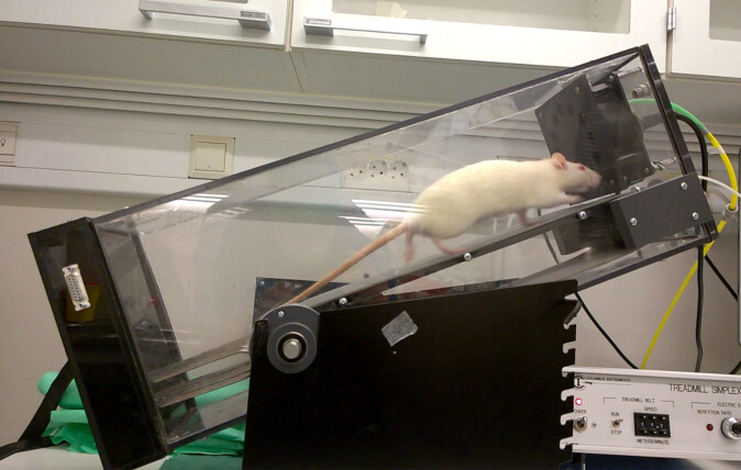 Research on rats with heart failure shows that exercise reduces the severity of the disease, improves heart function and increases work capacity. Research on rats with heart failure shows that exercise reduces the severity of the disease, improves heart function and increases work capacity.