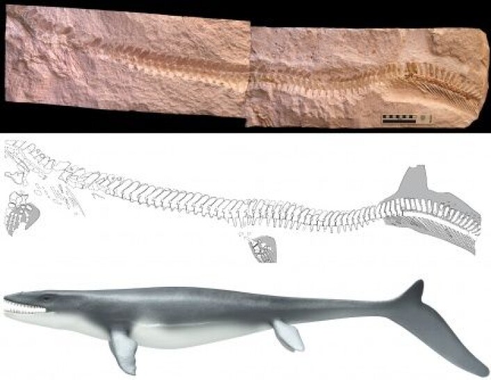 At Prognathodon hadde halefinne betyr at den kan ha svømt bedre og kanskje var den og øgler i samme familie som utkonkurrerte fiskeøglene for 80 millioner år siden, lurer den norske paleontologen, Jørn Hurum. (Foto: (Foto/Illustrasjon: Johan Lindgren og Stefan Sølberg)) At Prognathodon hadde halefinne betyr at den kan ha svømt bedre og kanskje var den og øgler i samme familie som utkonkurrerte fiskeøglene for 80 millioner år siden, lurer den norske paleontologen, Jørn Hurum. (Foto: (Foto/Illustrasjon: Johan Lindgren og Stefan Sølberg))