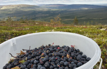 (Foto: Arnfinn Christensen, forskning.no.) (Foto: Arnfinn Christensen, forskning.no.)