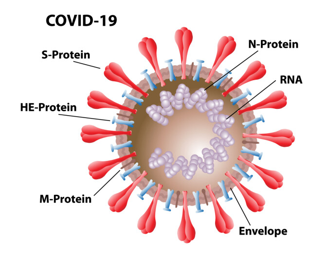 Koronavirusets spikeproteiner er de røde piggene på virusets overflate. RNA-et befinner seg i virusets kjerne.