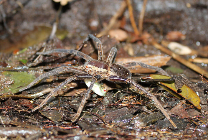 Nok en Ancylometes sp. med bytte i Cuyabeno-reservatet i Ecuador. (Foto: Tim Wohlberg) Nok en Ancylometes sp. med bytte i Cuyabeno-reservatet i Ecuador. (Foto: Tim Wohlberg)
