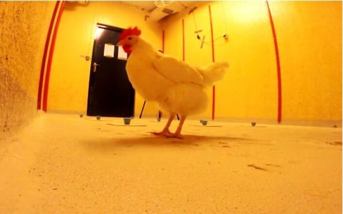 Hønene i forsøket må huske hvilke tre av de ni koppene det er mat. I løpet av fem uker, viser det seg at hønene husker svært godt. (Foto: NMBU) Hønene i forsøket må huske hvilke tre av de ni koppene det er mat. I løpet av fem uker, viser det seg at hønene husker svært godt. (Foto: NMBU)