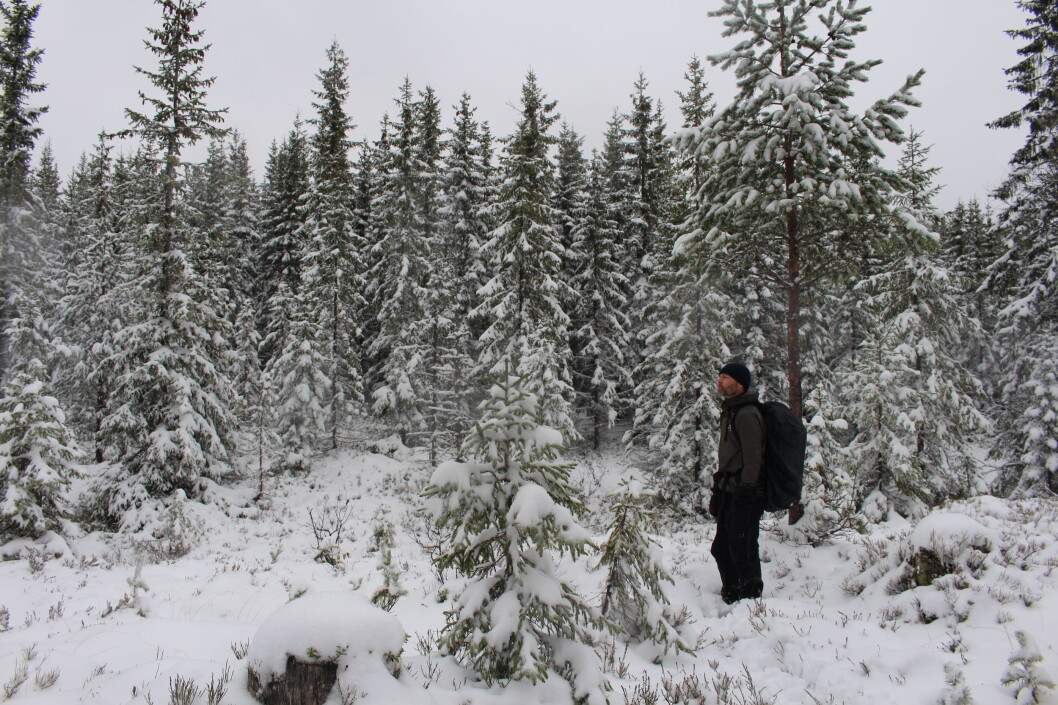 Inne i mellom områdene med gammel skog, ligger et felt med plantede grantrær. Inne i mellom områdene med gammel skog, ligger et felt med plantede grantrær.