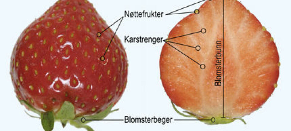 'Tversnitt av jordbær. Frøene er ikke frø, men små nøtter. Derav navnet nøttefrukter.'