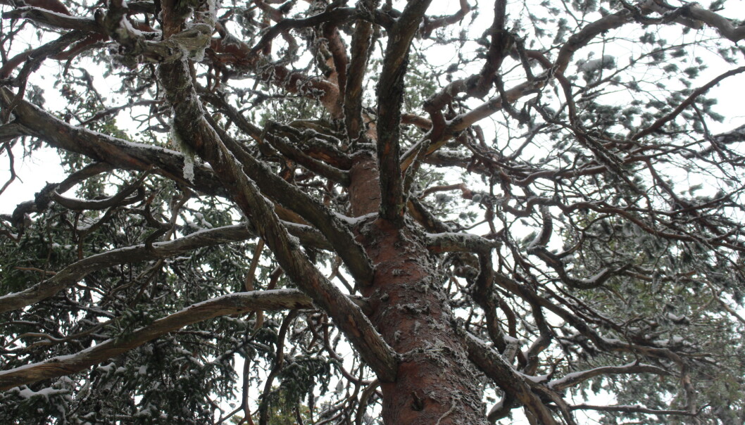 Når furua har vokst ferdig i høyden, begynner det å vokse i bredden. Dette bildet ble tatt litt lenger inn i skogen. Når furua har vokst ferdig i høyden, begynner det å vokse i bredden. Dette bildet ble tatt litt lenger inn i skogen.