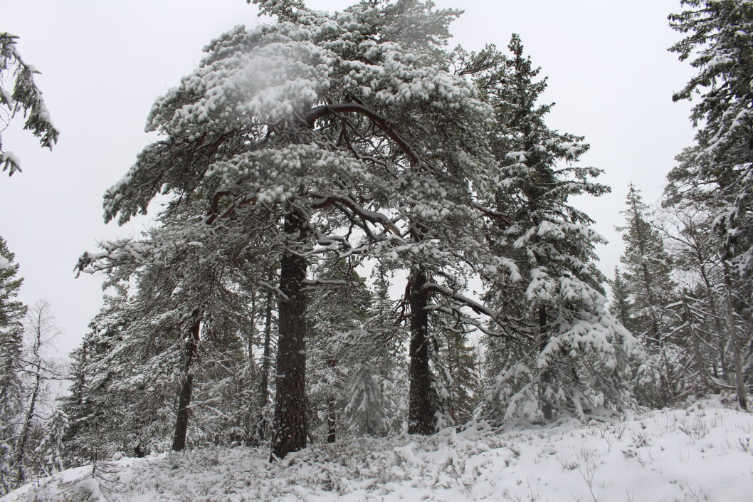 Furu i ulike fasonger i gammelskogen. Furu i ulike fasonger i gammelskogen.