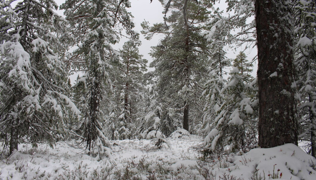 Skogen blir luftigere etter hvert som vi kommer inn i områder med eldre skog. Skogen blir luftigere etter hvert som vi kommer inn i områder med eldre skog.