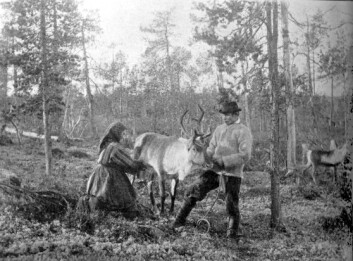Mjølking av reinsdyr i Finnmark på slutten av 1800-talet - typisk kvensk mannsantrekk. (Foto: Ellisif Rannveig Wessel/Wikimedia Commons)