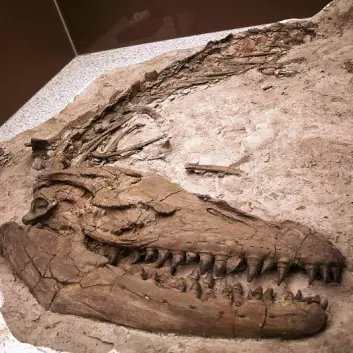 Et annet Prognathodon-fossil, som finnes ved Royal Tyrrell Museum i Canada. (Foto: Wikimedia Commons)