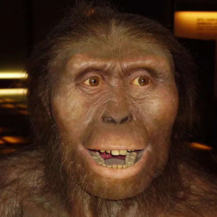 En veldig hyggelig rekonstruksjon av Australopithecus afarensis. Legg merke til de store kinnbeina. (Foto: Wikipedia Commons)