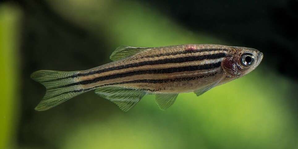 If the warming continues, many species may have trouble keeping up. Zebrafish (Danio rerio) is one of them.