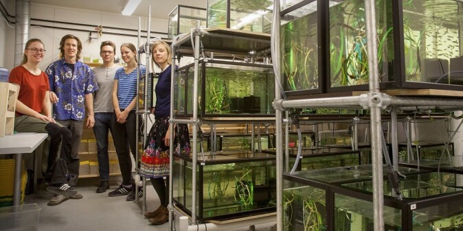 The team in the laboratory. Mette Finnøen, Fredrik Jutfelt, Gunnar Dresler, Rachael Morgan and Josefin Sundin. The team in the laboratory. Mette Finnøen, Fredrik Jutfelt, Gunnar Dresler, Rachael Morgan and Josefin Sundin.
