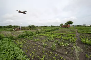 Flere tusen dyrker grønnsaker inne på flyplassområdet til Cotonou Cadjehoun Airport. (Foto: Arnstein Staverløkk)