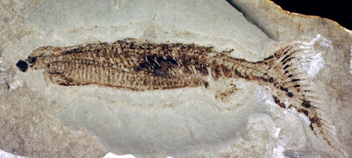 Euphanerops fra tidsperioden devon hadde en kroppsplan som ikke er sett hos noen andre fisker. (Foto: Biology Letters) Euphanerops fra tidsperioden devon hadde en kroppsplan som ikke er sett hos noen andre fisker. (Foto: Biology Letters)