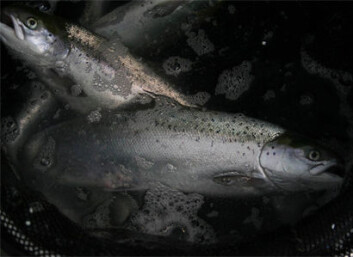 Lukkede anlegg kan potensielt gi en rekke fordeler både med tanke på fiskevelferd og miljø. Økt kontroll kan bidra til at stressfaktorene blir færre, og et kontrollerbart vanninntak gjør det lettere å unngå lakselus. (Foto: Bendik Terjesen/Nofima) Lukkede anlegg kan potensielt gi en rekke fordeler både med tanke på fiskevelferd og miljø. Økt kontroll kan bidra til at stressfaktorene blir færre, og et kontrollerbart vanninntak gjør det lettere å unngå lakselus. (Foto: Bendik Terjesen/Nofima)