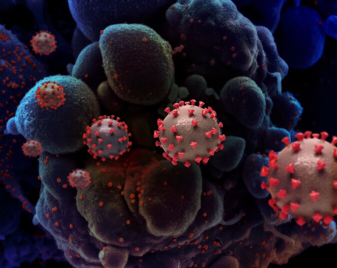 Jo mer motstand koronaviruset møter fra immunsystemet, jo mer bremses virusproduksjonen. Jo mer motstand koronaviruset møter fra immunsystemet, jo mer bremses virusproduksjonen.