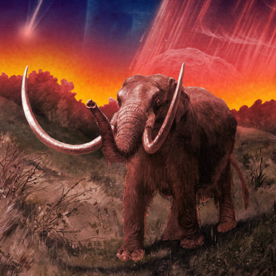 Ble mammutene og andre store dyr utslettet på grunn av et stort meteornedslag? En teori fra 2007 foreslår dette. (Foto: (Figur: NASA/Charles R. Knight/forskning.no, Wikimedia Commons))