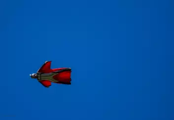 En basehopper med flyvedrakt svever over himmelen under Ekstremsportveko på Voss. (Foto: Einar Såkvitne)