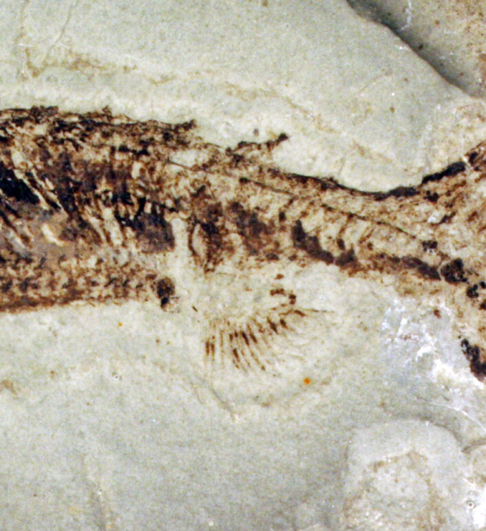 Nærbilde av analfinne hos Euphanerops. (Foto: Biology Letters) Nærbilde av analfinne hos Euphanerops. (Foto: Biology Letters)